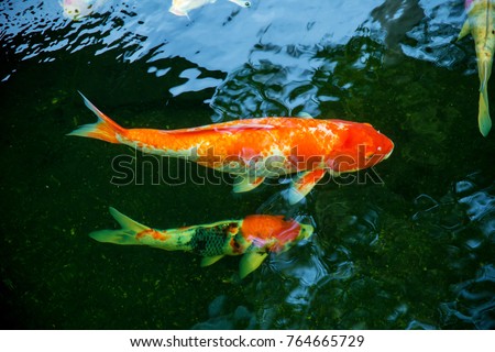 Colorful Koi Fish Swimming Waiting Food Stock Photo Edit Now