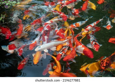 Colorful Koi Pond. White Koi Fish.