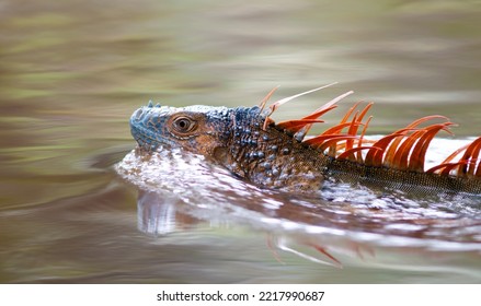 A Colorful Komodo Dragon Swimming In The Lake