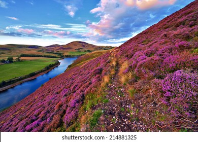 Colorful landscape with a footpath through the hill slope covered by violet heather flowers and green valley, river, mountains and cloudy blue sky on background. Pentland hills,  Edinburgh, Scotland