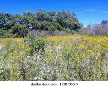 Colorful Landscape Illinois Prairie Restoration