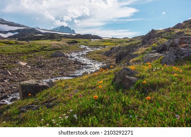 Colorful Landscape With Orange Trollius Flowers Near High Mountain Stream In Bright Sun. Vivid Orange Flowers Near Sunlit Mountain Creek Among Sharp Rocks And Snow Mountains In Changeable Weather.