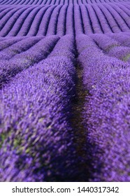 Colorful Lavender Fields In Provance