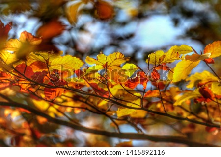 Similar – Herbstblätter Baum