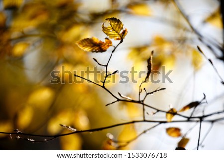 Similar – birch Nature Autumn Tree