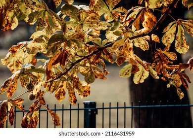 Colorful leaves of a chestnut tree in autumn
