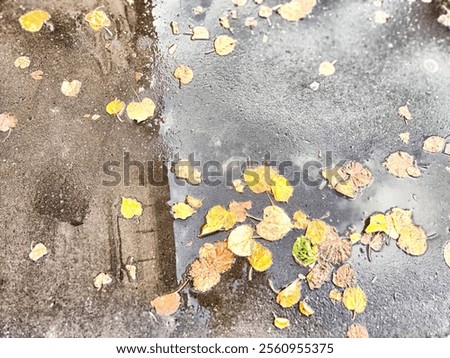 Similar – Image, Stock Photo Autumn colored leaves floating in dark water