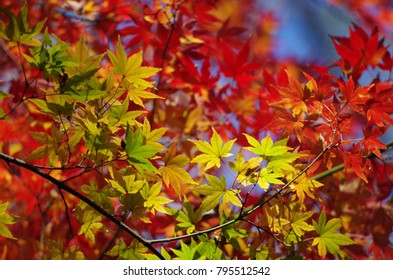 Colorful Leaves Japanese Maple Momiji Stock Photo 795512542 | Shutterstock