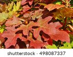 Colorful leaves of oakleaf hydrangea (hortensia quercifolia) in the fall