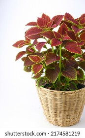 colorful leaves pattern Plectranthus scutellarioides, coleus or Miyana or Miana leaves or Coleus Scutellaricides, is a species of flowering plant in the family of Lamiaceae isoleted on white backgroun