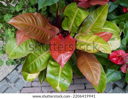 The colorful leaves of Philodendron Prince of Orange, a popular tropical plant