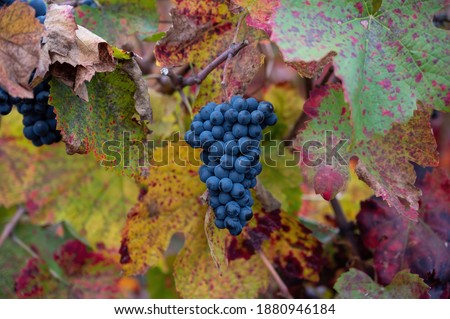 Colorful leaves and ripe black grapes on terraced vineyards of Douro river valley near Pinhao in autumn, Portugal, close up