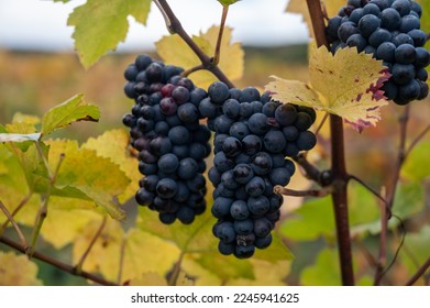 Colorful leaves and ripe clusters of pinot meunier grapes at autuimn on champagne vineyards after harvest in village Hautvillers near Epernay, Champange, France - Shutterstock ID 2245941625