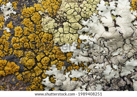 Colorful lichen colony on rock surface; illustration for symbiosis or natural abstract background. Color photo. No.2.       