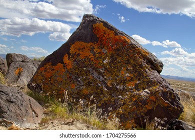 Colorful lichens cover boulders in the Northern Nevada high desert, as vegetation comes to life in the springtime.