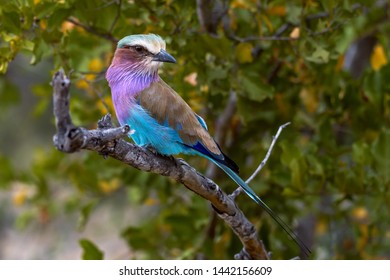 
colorful lilac breasted roller on a branch