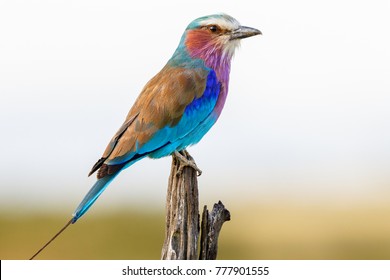 Colorful Lilac-breasted roller