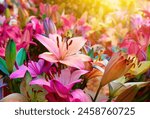 Colorful lilies on blurred floral background