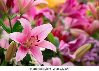 Colorful lilies on blurred floral background - Powered by Shutterstock
