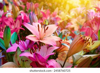 Colorful lilies on blurred floral background - Powered by Shutterstock