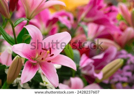 Colorful lilies on blurred floral background