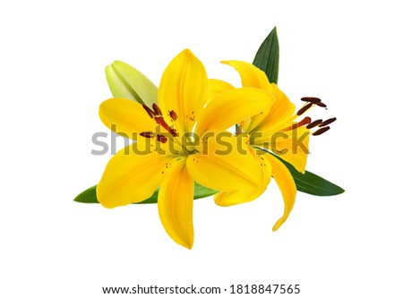 Colorful lily flowers on a white background 