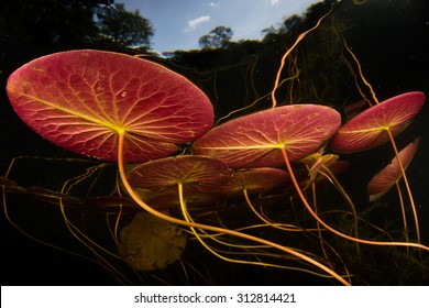 Colorful Lily Pads Grow In The Shallows Of A Freshwater Lake In New England. These Aquatic Plants Thrive In Aquatic Habitats During The Long, Warm Days Of Summer Months.