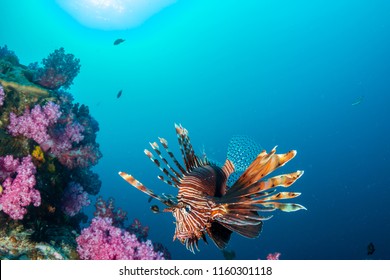 Colorful Lionfish patrolling a tropical coral reef at dusk - Powered by Shutterstock