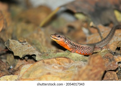 Colorful, little lizard feeding in nature. Open mouth and long tongue.