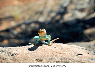 colorful lizard basking on a rock in the desert - Powered by Shutterstock