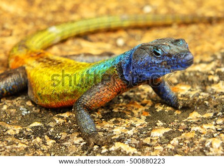 Colorful lizard at Matopos (Matobo) National Park, Zimbabwe