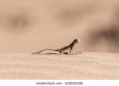 a colorful lizard standing on sands  in dasht e lut desert in iran