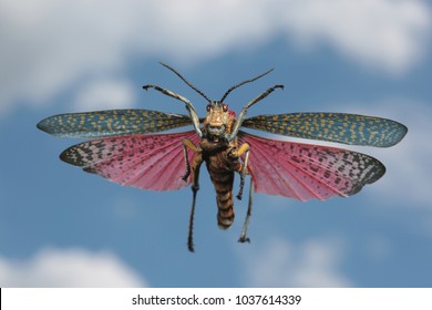 Colorful Locust Flying Background Blue Sky With Clouds