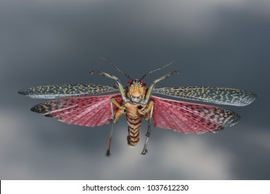 Colorful Locust Flying Dramatic Sky With Dark Clouds