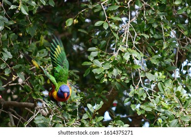 Colorful Lorikeet Flying Toward Camera