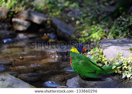 Colorful Lorikeet stands besides pool of water at the Riverbanks Zoo and Garden in Columbia, South Carolina.