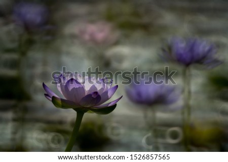 Similar – Image, Stock Photo waiting for spring Flower