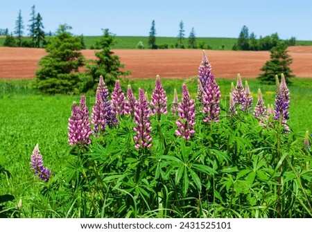 Colorful lupine flowers in shades of pink and purple. Farmlands with green and plowed fields, spotted with spruce trees. Prince Edward Island, Canada.