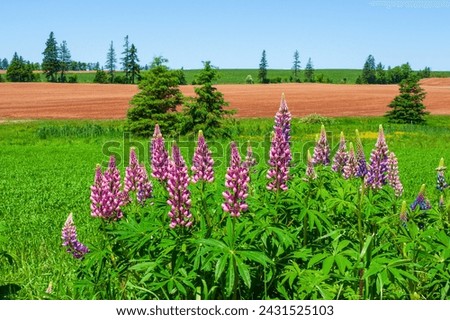 Colorful lupine flowers in shades of pink and purple. Farmlands with green and plowed fields, spotted with spruce trees. Prince Edward Island, Canada.