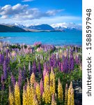 Colorful lupinus flower blossom at Lake Tekapo, New Zealand