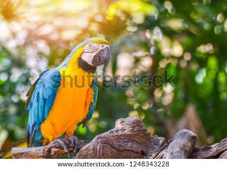 Colorful macaw bird parrot on branch tree in the jungle on nature green background / yellow and blue wing macaw ara ararauna