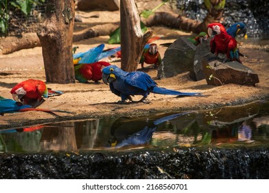 Colorful Macaw Birds Parrots On Tree Branches In Forest Of Brazil, Guacamayas Of South America