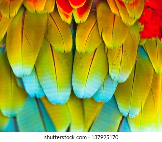 Colorful Macaw  Feather