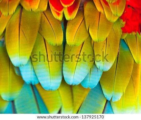 Colorful Macaw  Feather