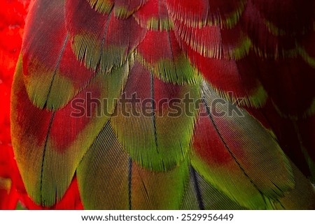 Colorful Macaw feathers pattern background.