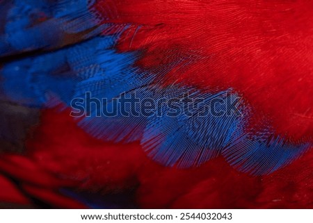 Colorful Macaw feathers pattern background.