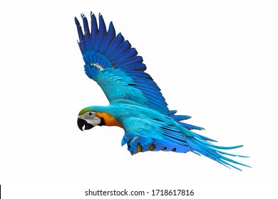 Colorful Macaw Parrot Flying Isolated On White Background.