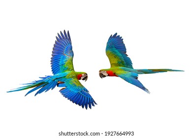 Perroquet Images Stock Photos Vectors Shutterstock