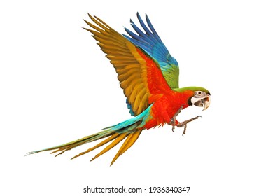 Colorful Macaw Parrot Flying Isolated On White