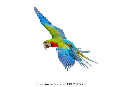 Colorful Macaw Parrot Flying Isolated On White